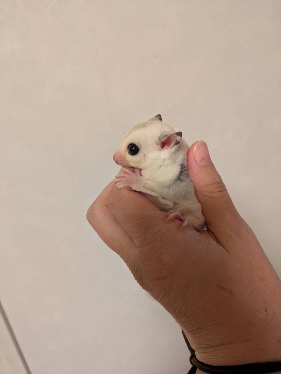mofrep